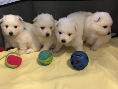 Japanese Spitz Puppies