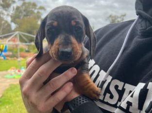Mini dachshund puppies