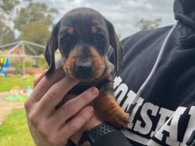Mini dachshund puppies
