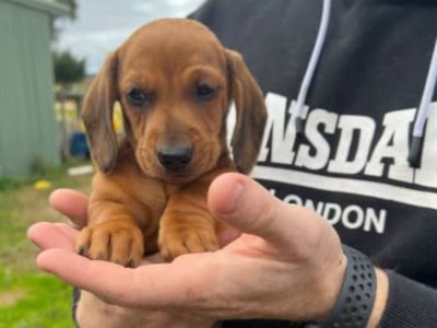 Mini dachshund puppies
