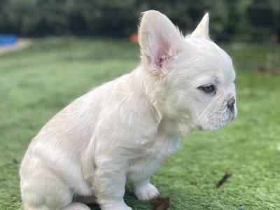 Fluffy French Bulldog Puppy – Jumanji