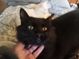 1yr old solid black ragdoll/Turkish angora / Maine