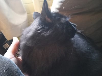 1yr old solid black ragdoll/Turkish angora / Maine