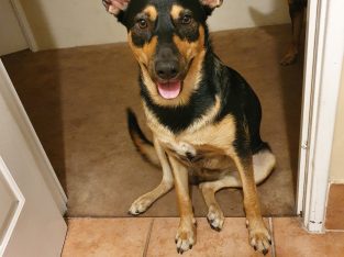 Blue Tan Male Kelpie