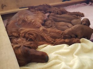 Irish Setter puppies for Sale