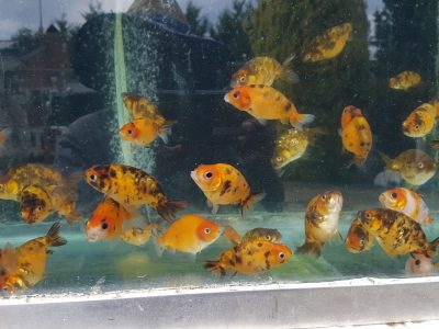 FANCY GOLDFISH. CALICO RANCHU.