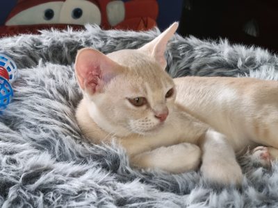 Fabulous Burmese Babies available now