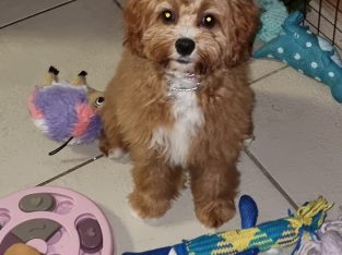 7 months old cavoodle