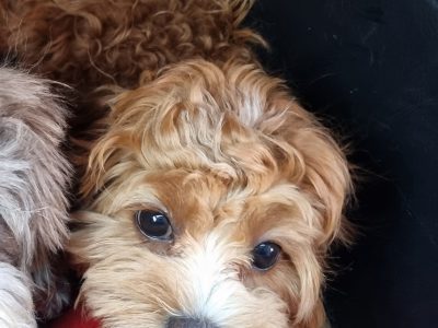 7 months old cavoodle