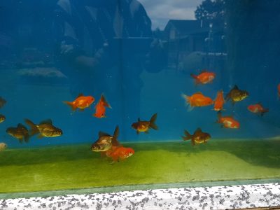 FANCY GOLDFISH. SMALL THAI ORANDAS