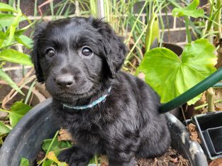 Mini 2nd generation labradoodle need urgent homes