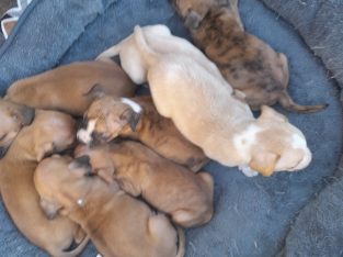 American staffy x bulldog