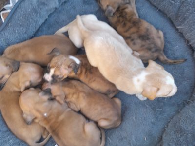 American staffy x bulldog