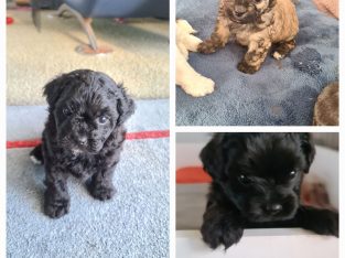 Healthy and happy Cavoodle x puppies