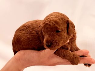 Purebred Dark Red Toy Poodles