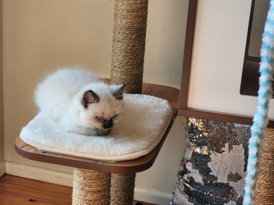 Ragdoll females x 2, 8 weeks want loving homes.