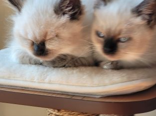Ragdoll females x 2, 8 weeks want loving homes.