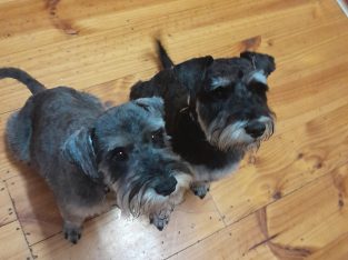 Cute as button Miniature Schnauzer Puppies