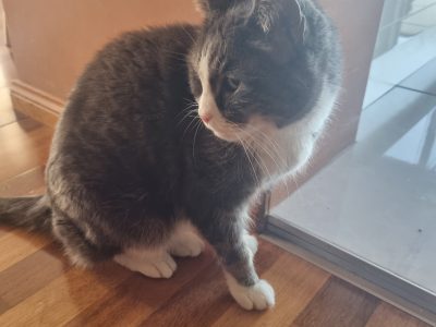 Blue Russian X Persian