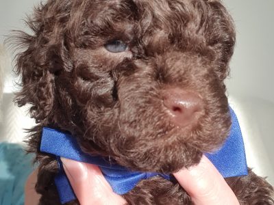 Quality Pure Bred Miniature Poodle puppies.
