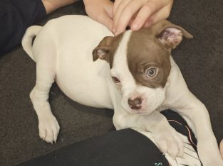 American bulldog Pure-bred Scott puppies