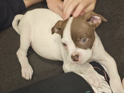 American bulldog Pure-bred Scott puppies