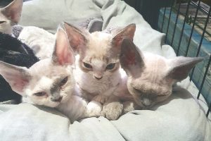 Gorgeous Pure-bred Devon Rex kittens