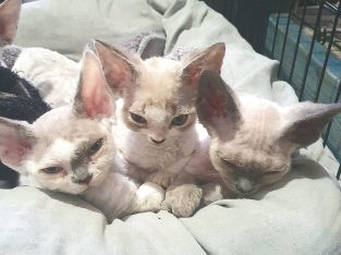 Gorgeous Pure-bred Devon Rex kittens