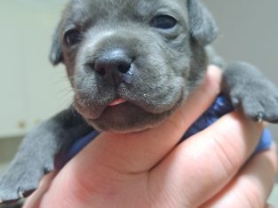 Blue english staffy