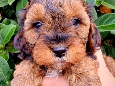 F1 Cavoodle Puppies