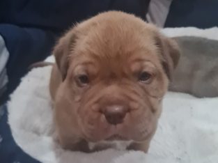Dogue de Bordeaux x Bull Mastiff puppies