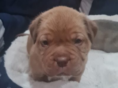 Dogue de Bordeaux x Bull Mastiff puppies