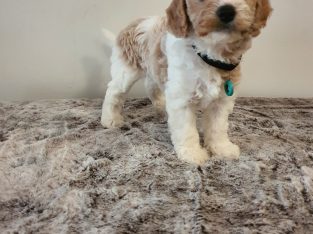 ❤️2 girls 3 boys Toy Cavoodle 🧡Ready Now💛