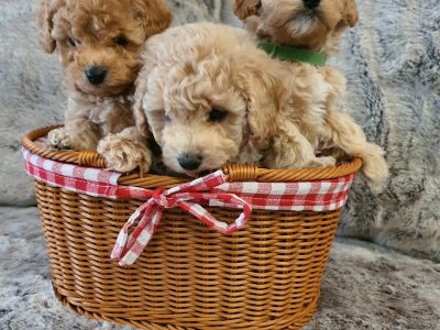 ❤️2 girls 3 boys Toy Cavoodle 🧡Ready Now💛