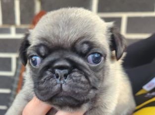 Pug