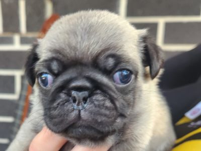 Pug