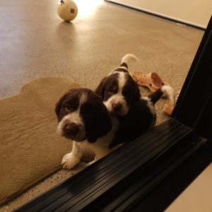 Springer spaniel pups for sale