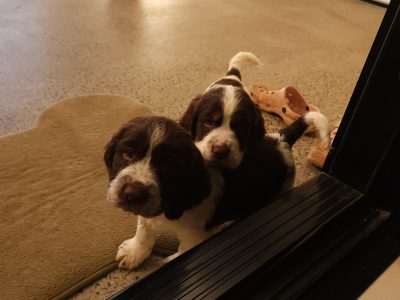Springer spaniel pups for sale