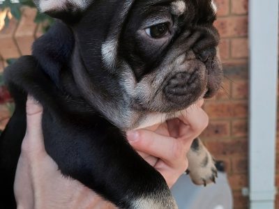 Exclusive puppies for sale