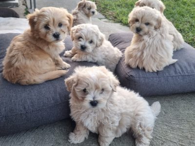 Moodle (Toy Poodle x Maltese Shitzu) 2 Girls 4 Boy