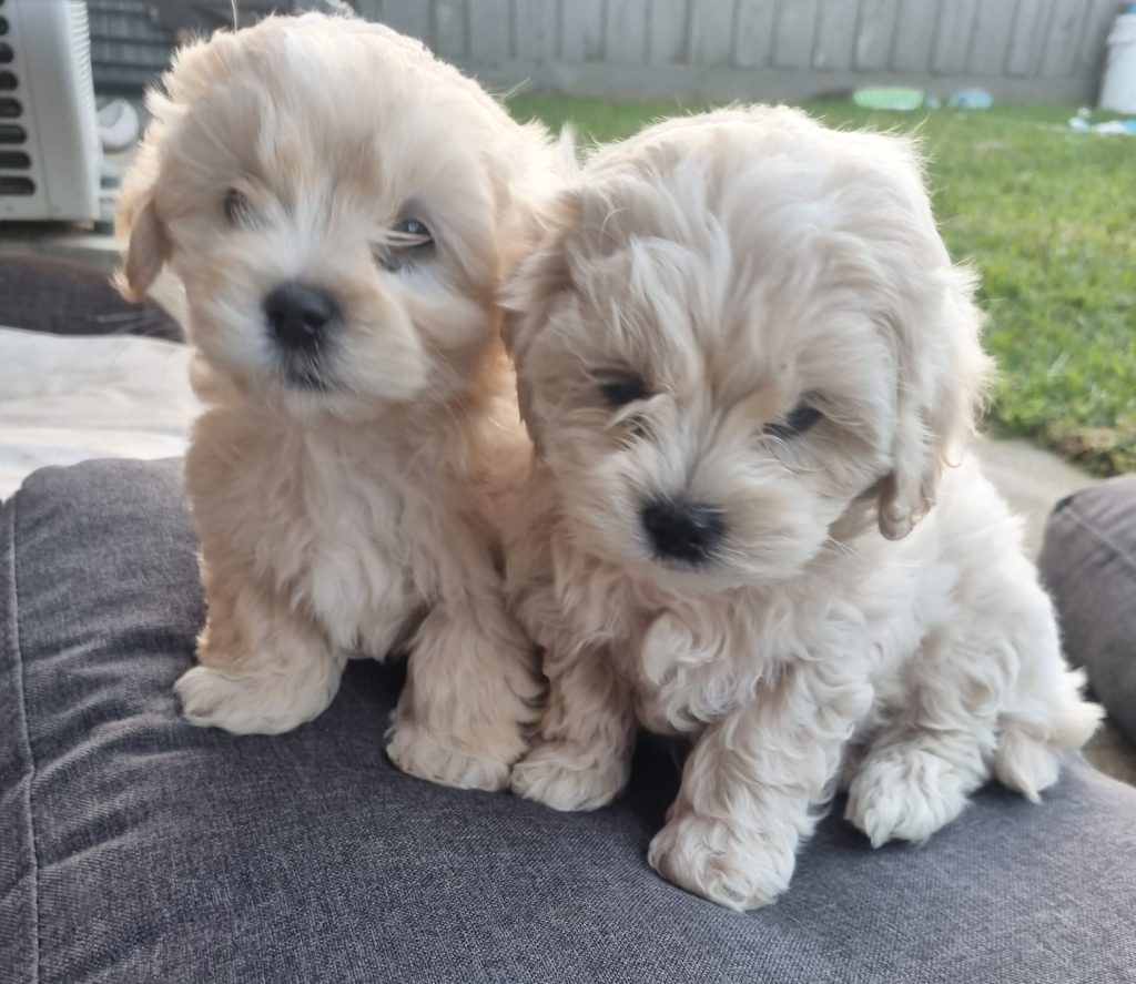 Toy Poodle X Maltese Shih Tzu - Craigieburn - PetsForHomes