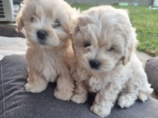 Moodle (Toy Poodle x Maltese Shitzu) 2 Girls 4 Boy