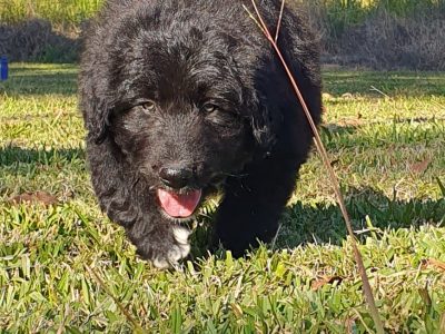 Bordoodle – Lismore