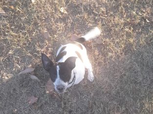 Jack Heeler Puppies looking for their new home