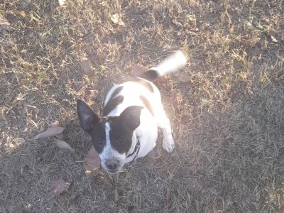 Jack Heeler Puppies looking for their new home