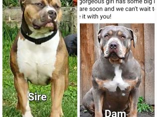 Pure American Bully XL Only 1x M& 1x F