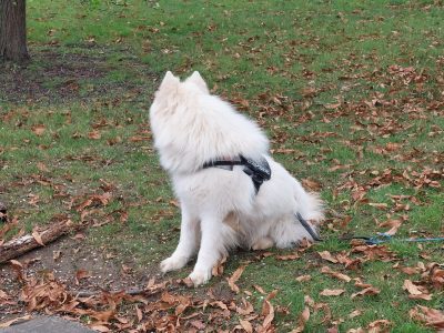 Sammoyed X Husky (Pepsi