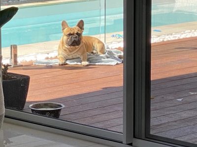 4yr old male French bulldog