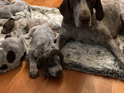 German Shorthaired Pointer Puppies