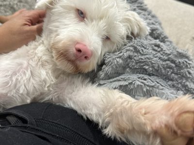 Schnoodle looking for new home